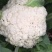散光，松花，精品有机花菜～～～