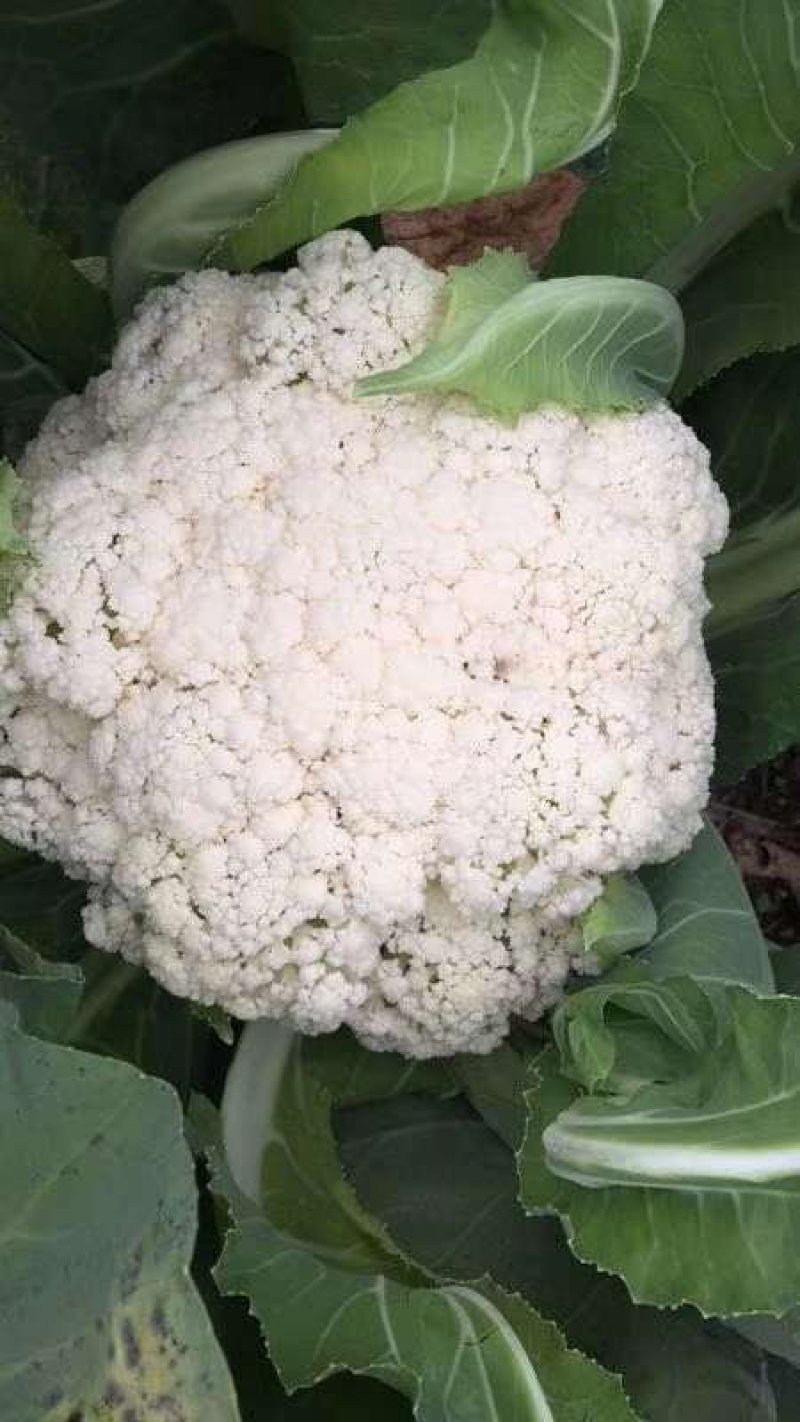 散光，松花，精品有机花菜～～～