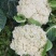 散光，松花，精品有机花菜～～～