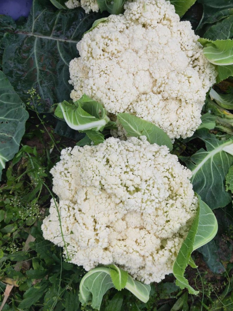 散光，松花，精品有机花菜～～～