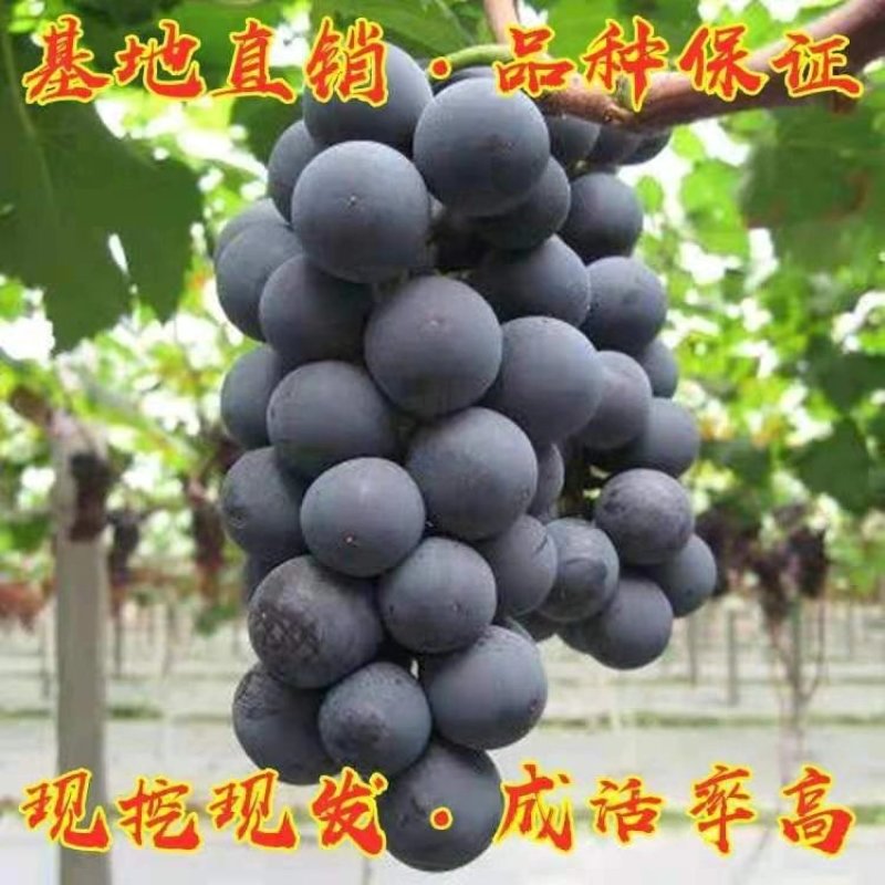 葡萄树苗嫁接高产夏黑葡萄树苗当年结果苗南北方种植葡萄树苗