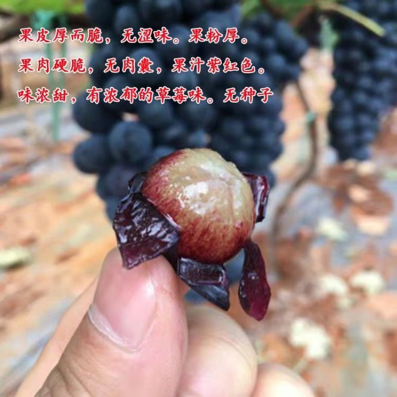 葡萄树苗嫁接高产夏黑葡萄树苗当年结果苗南北方种植葡萄树苗