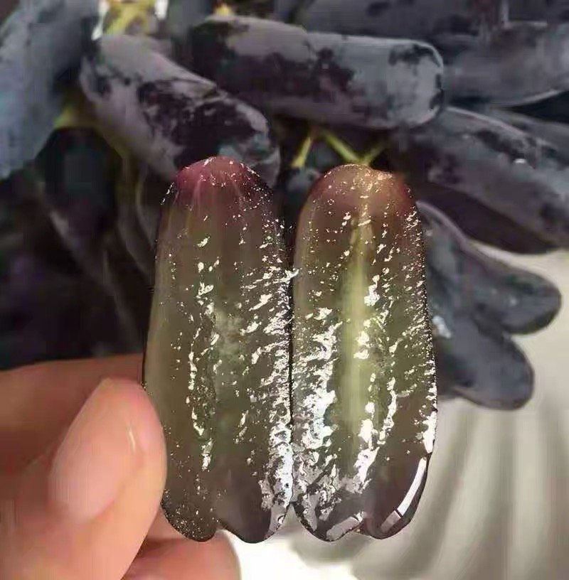 蓝宝石葡萄树苗嫁接无核高产葡萄树苗当年结果甜蜜蓝宝石葡萄