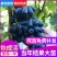 蓝宝石葡萄树苗嫁接无核高产葡萄树苗当年结果甜蜜蓝宝石葡萄