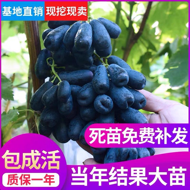 蓝宝石葡萄树苗嫁接无核高产葡萄树苗当年结果甜蜜蓝宝石葡萄