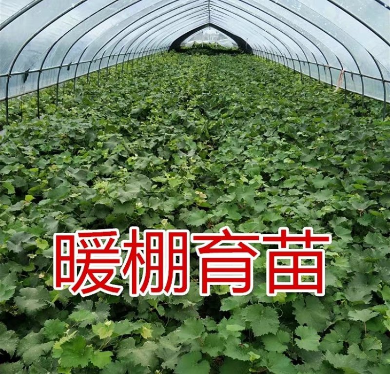 蓝宝石葡萄树苗嫁接无核高产葡萄树苗当年结果甜蜜蓝宝石葡萄
