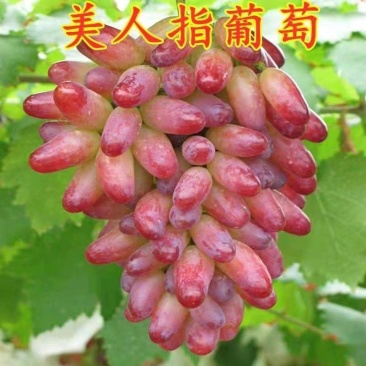 葡萄树苗嫁接美人指葡萄苗果树苗美人指高产葡萄树苗当年结果