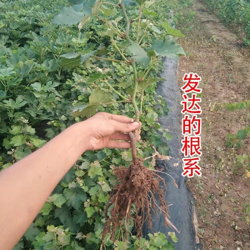 葡萄树苗嫁接美人指葡萄苗果树苗美人指高产葡萄树苗当年结果
