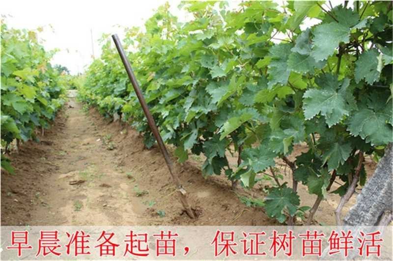 葡萄树苗嫁接美人指葡萄苗果树苗美人指高产葡萄树苗当年结果