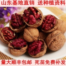 核桃苗嫁接红仁核桃苗包成活种包品种