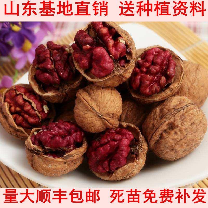核桃苗嫁接红仁核桃苗包成活种包品种