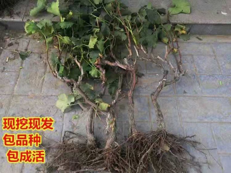葡萄树苗当年结果阳光玫瑰葡萄树苗嫁接高产南北方种植葡萄树