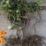 葡萄树苗当年结果葡萄树地栽高产南北方种植嫁接无籽葡萄树苗