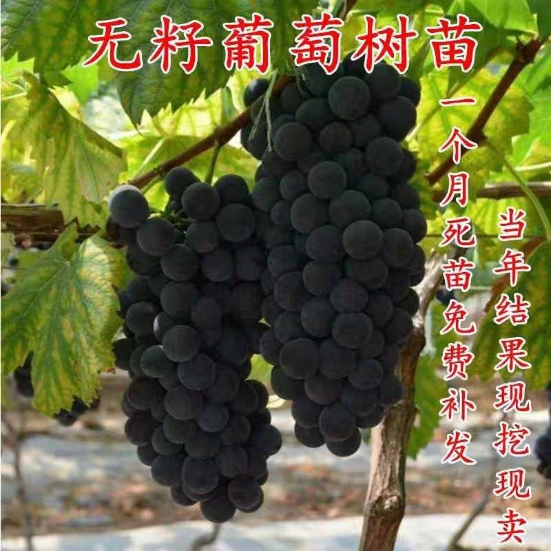 葡萄树苗当年结果葡萄树地栽高产南北方种植嫁接无籽葡萄树苗