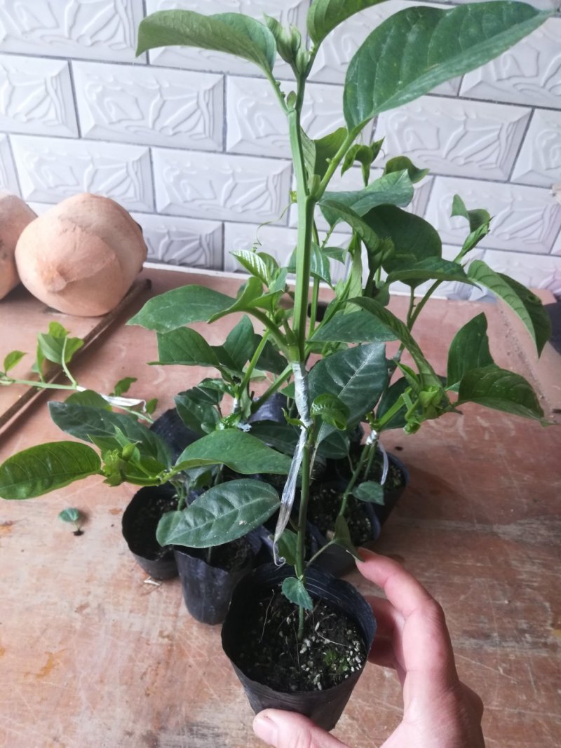 木瓜百香果苗，可盆栽，可种植，提供技术指导