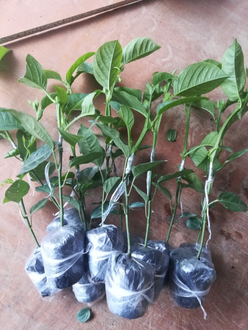 木瓜百香果苗，可盆栽，可种植，提供技术指导