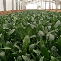 山东精品菠菜大量上市欢迎采购