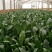 山东精品菠菜大量上市欢迎采购