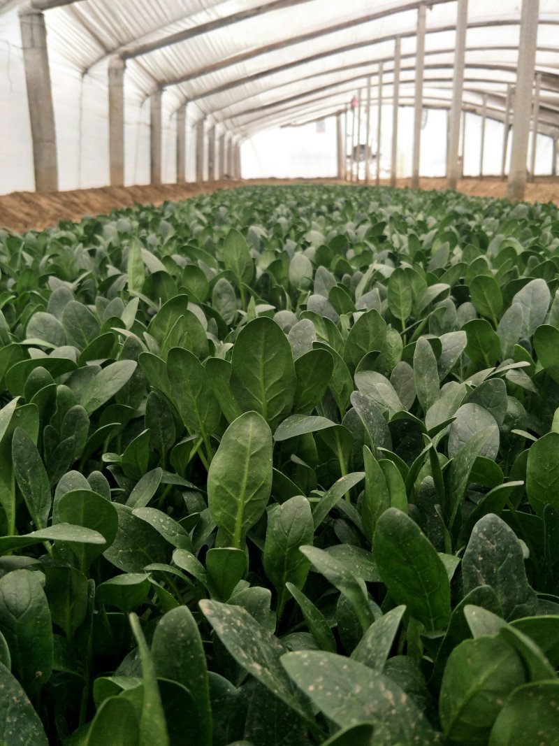 山东精品菠菜大量上市欢迎采购
