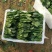 山东精品菠菜大量上市欢迎采购