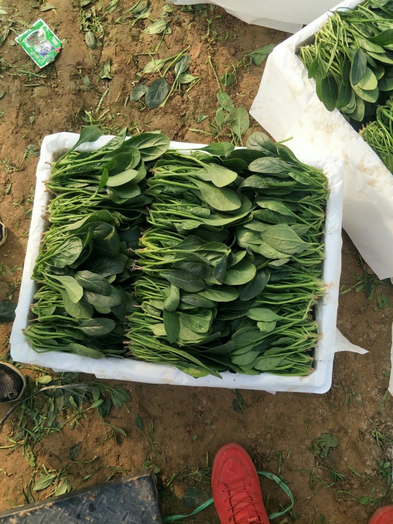 山东精品菠菜大量上市欢迎采购