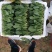 山东精品菠菜大量上市欢迎采购