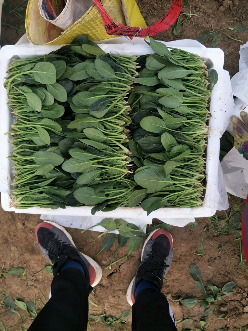 山东精品菠菜大量上市欢迎采购
