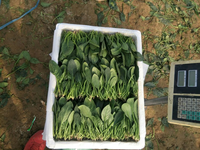 山东精品菠菜大量上市欢迎采购