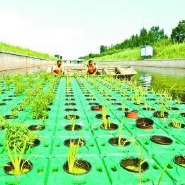 水生植物，生态浮岛，沉水植物