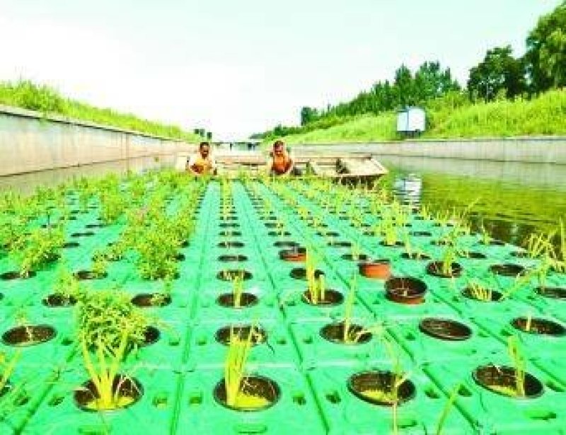 水生植物，生态浮岛，沉水植物