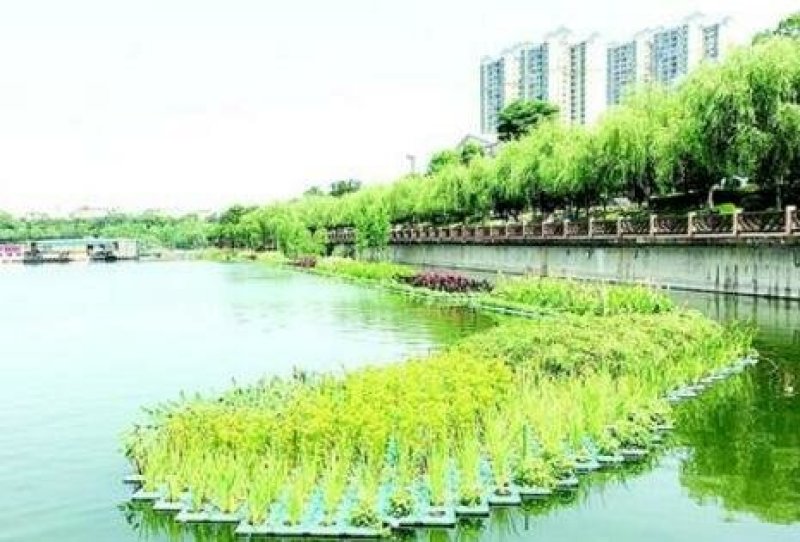 水生植物，生态浮岛，沉水植物