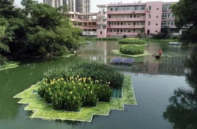 水生植物，生态浮岛，沉水植物
