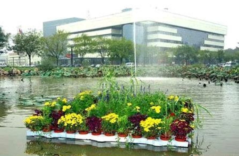 水生植物，生态浮岛，沉水植物