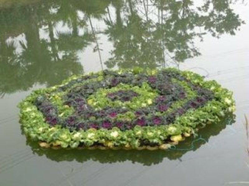 水生植物，生态浮岛，沉水植物