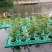水生植物，生态浮岛，沉水植物