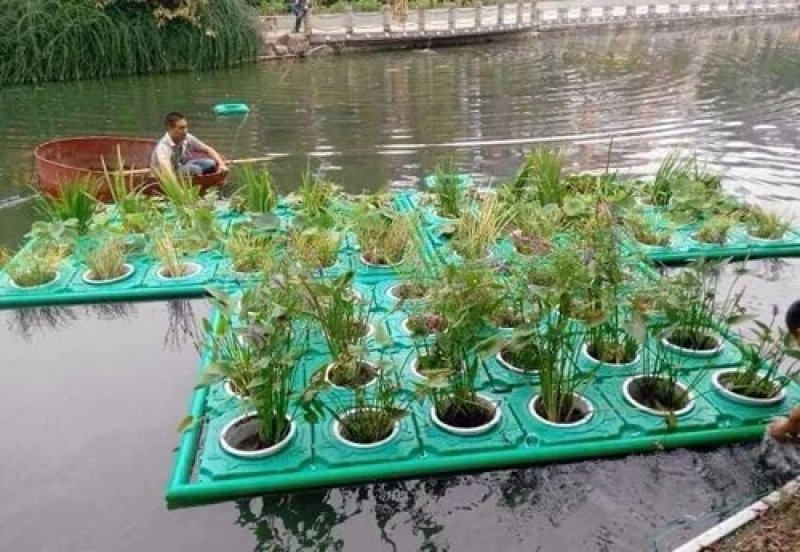 水生植物，生态浮岛，沉水植物