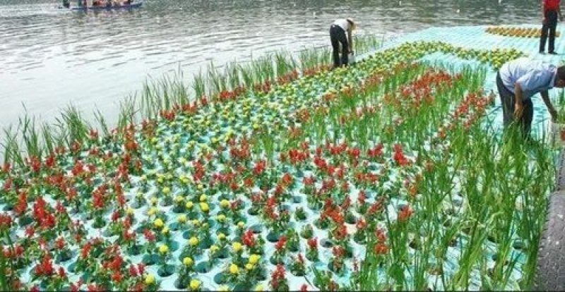 水生植物，生态浮岛，沉水植物