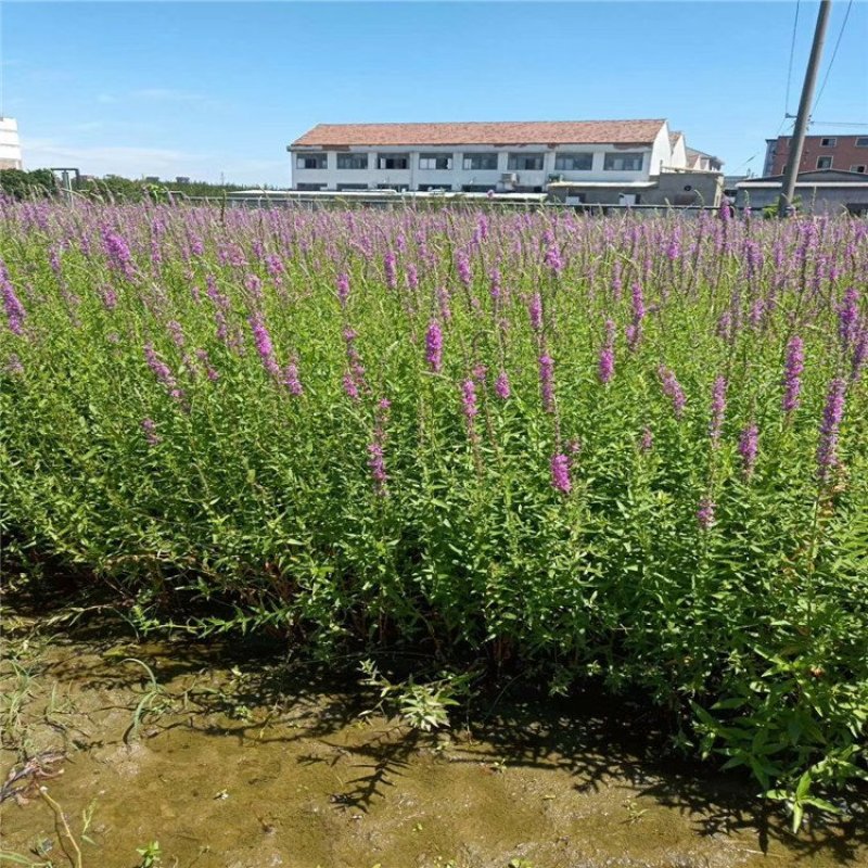 水生植物，沉水植物，生态浮岛