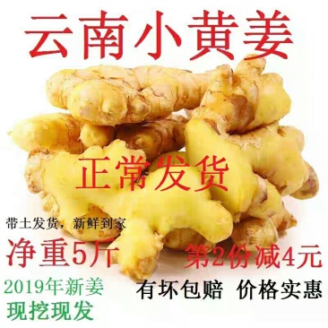 [一件代发]云南小黄姜生姜新鲜包邮新姜净5斤老姜高山干姜
