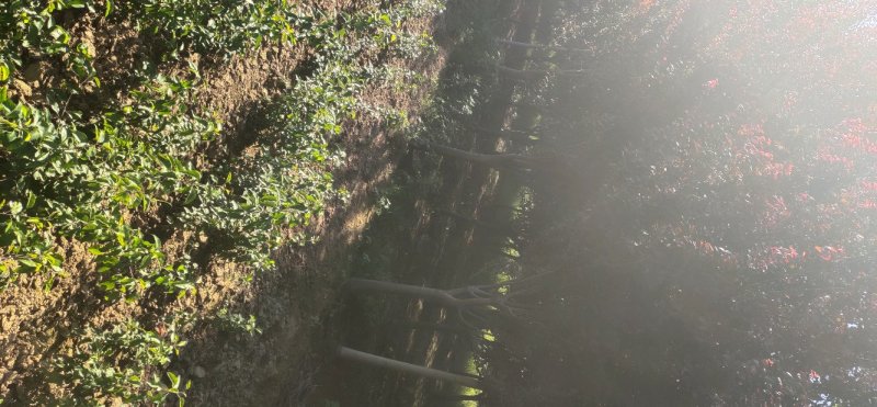 紫叶李