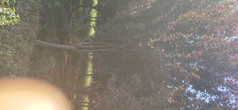 紫叶李