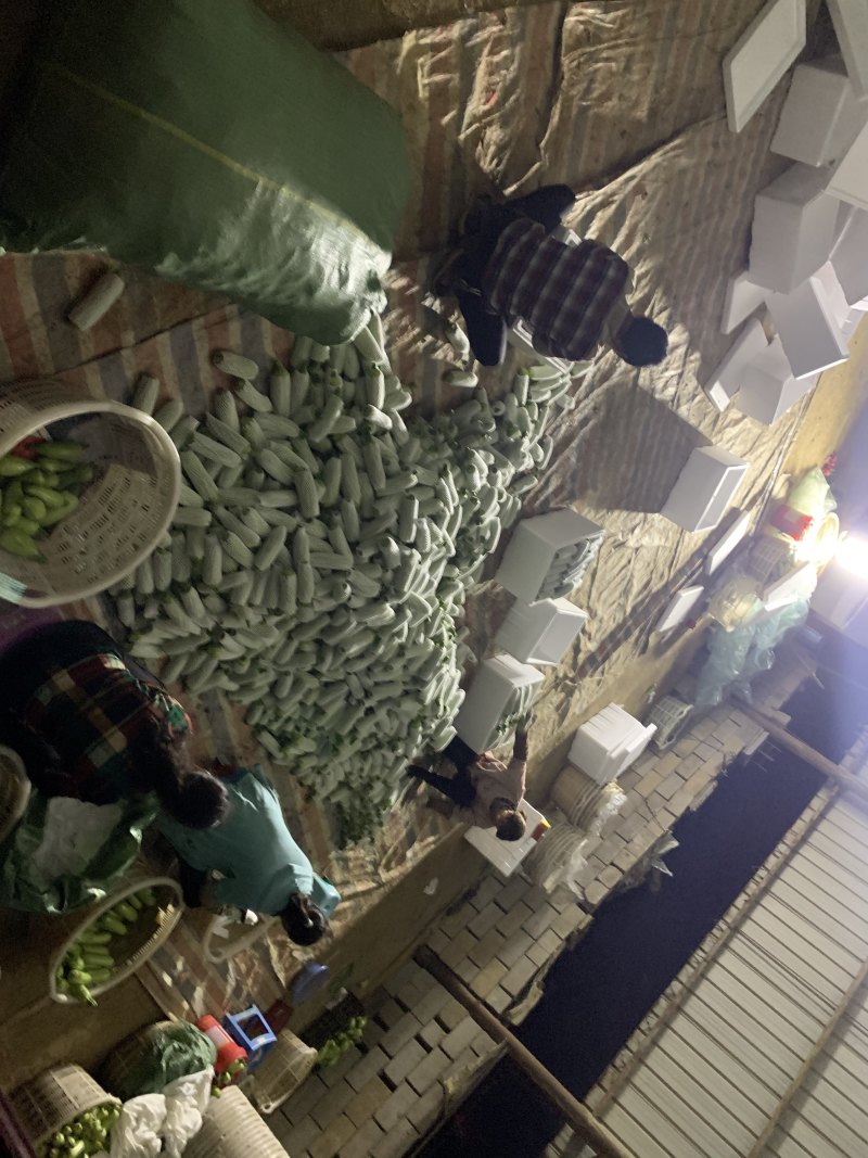 大棚自种基地西葫芦绿皮小瓜