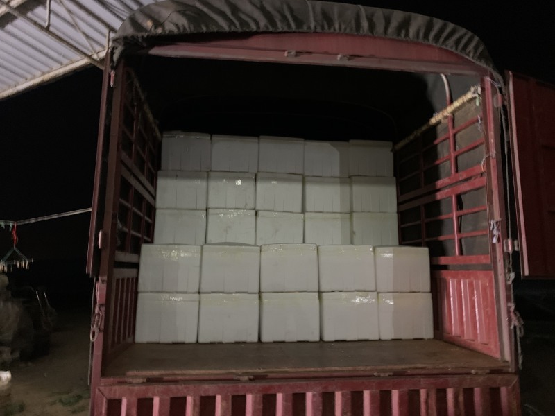 大棚自种基地西葫芦绿皮小瓜