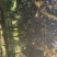 紫叶李