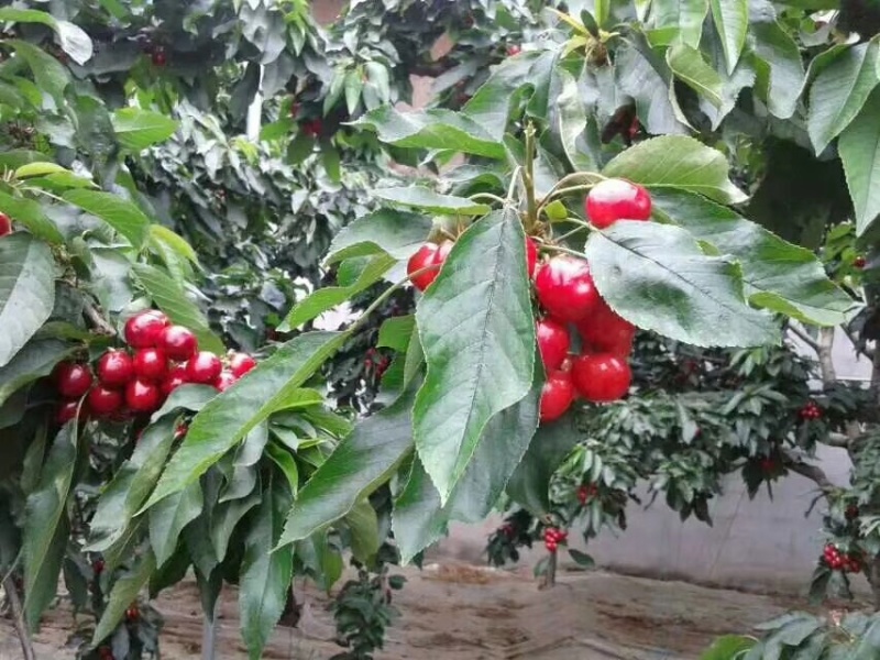 大连特色大樱桃