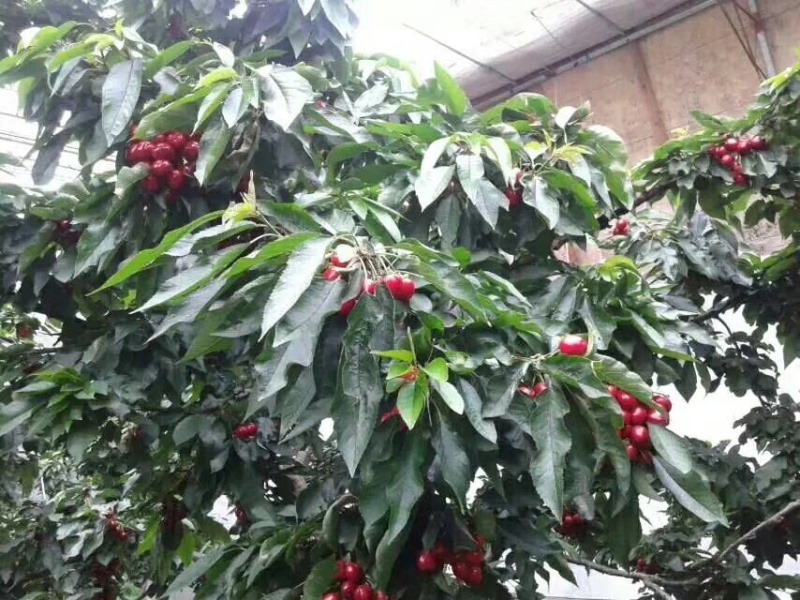 大连特色大樱桃