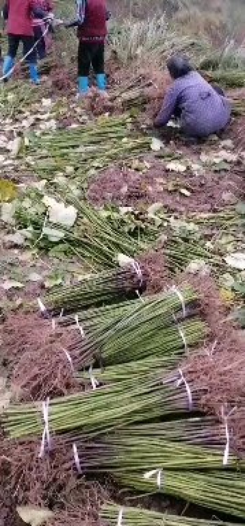 油桐批发采购，买油桐树苗请选择重庆俊尧专业油桐培育公司