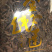 福建台湾野生红霞金线莲干货，产地直供，可以看现货量大优