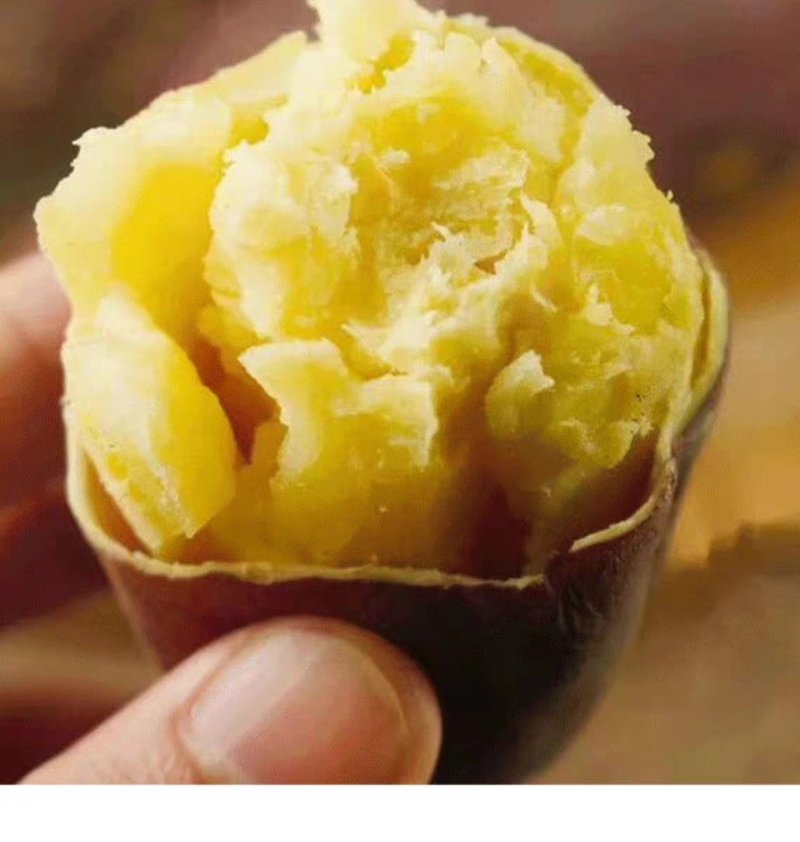 现挖海南澄迈桥头地瓜板栗薯五斤装包邮一件代发