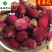月季花无硫货干新货颜色好供应花果茶